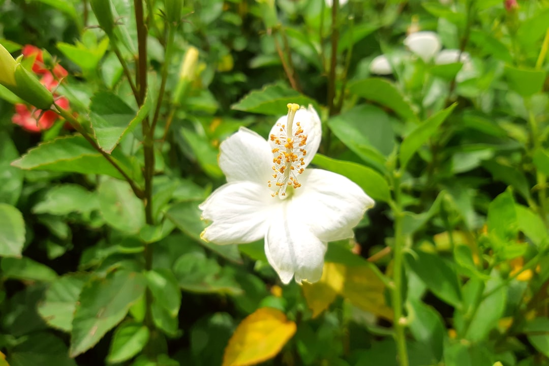 Captivating White Lilac: A Symbol of Elegance